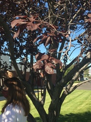 Prunus cerasifera pissardii