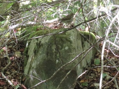 Hylocichla mustelina