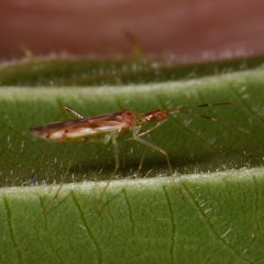 Dicyphus famelicus