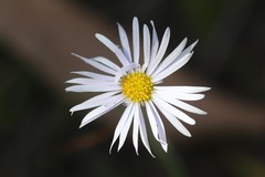 Allittia uliginosa