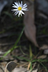 Allittia uliginosa