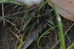 Allittia uliginosa