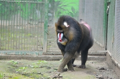 Mandrillus sphinx