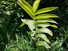Polygonatum biflorum commutatum