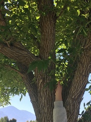 Fraxinus pennsylvanica