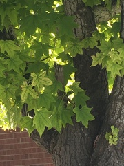 Liquidambar styraciflua