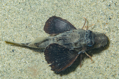Prionotus
