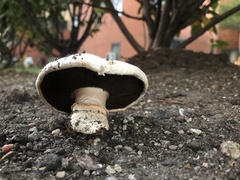 Fungi