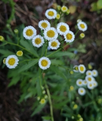 Erigeron fernandezianus