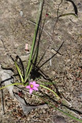 Romulea rosea australis