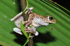 Rosenberg's Gladiator Frog - Photo (c) Pavel Kirillov, some rights reserved (CC BY-NC-SA)