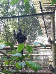 Trachypithecus delacouri