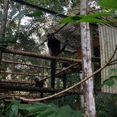 Trachypithecus delacouri