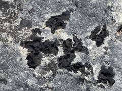 Lathagrium undulatum