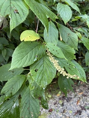Clethra acuminata