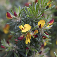 Pultenaea canaliculata