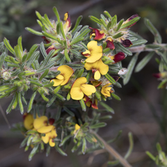 Pultenaea canaliculata