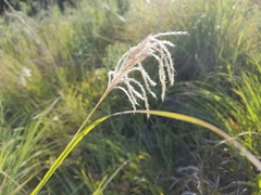 Poaceae