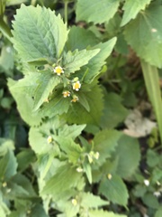 Galinsoga quadriradiata