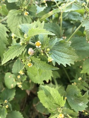Galinsoga quadriradiata