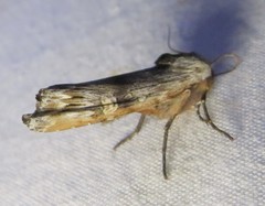 Lithomoia germana