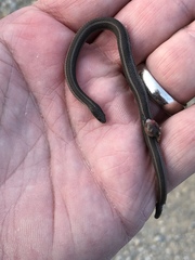 Tropidoclonion lineatum