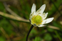Anemone decapetala