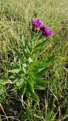 Vernonia baldwinii