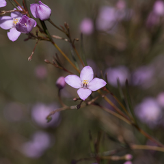 Boronia filifolia