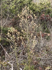 Pseudognaphalium ramosissimum
