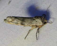 Lithomoia germana