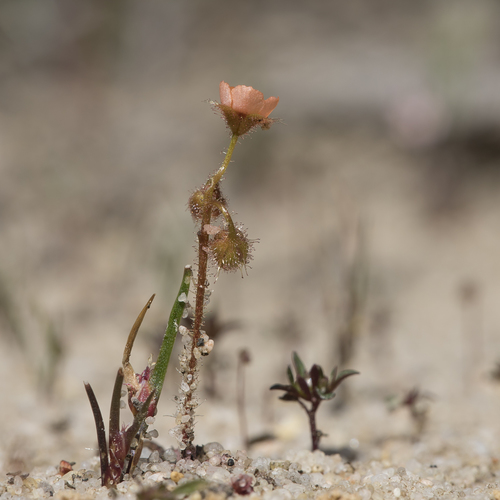 Drosera glanduligera