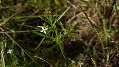 Stenaria nigricans