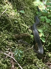 Thamnophis sirtalis