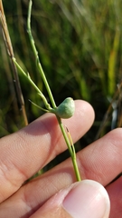 Antistrophus pisum