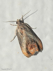 Olethreutes hamameliana