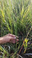 Antistrophus pisum