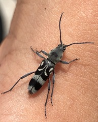 Chlorophorus macaumensis