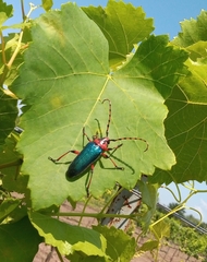 Stenaspis verticalis insignis