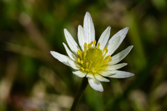 Anemone decapetala