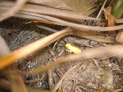 Dendropsophus sanborni