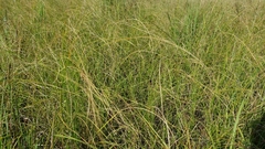 Poaceae