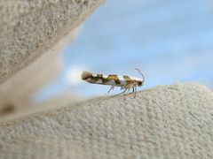Argyresthia calliphanes