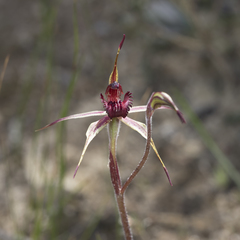 Caladenia reticulata