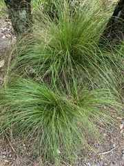 Carex secta