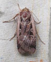 Parabagrotis exsertistigma