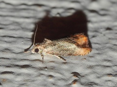 Olethreutes hamameliana