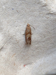 Sonia canadana