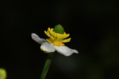 Ranunculus apiifolius