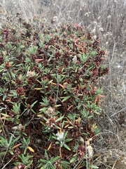 Polygonum paronychia